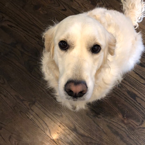 Meet your Posher, Elizabeth - Picture 1 of 1